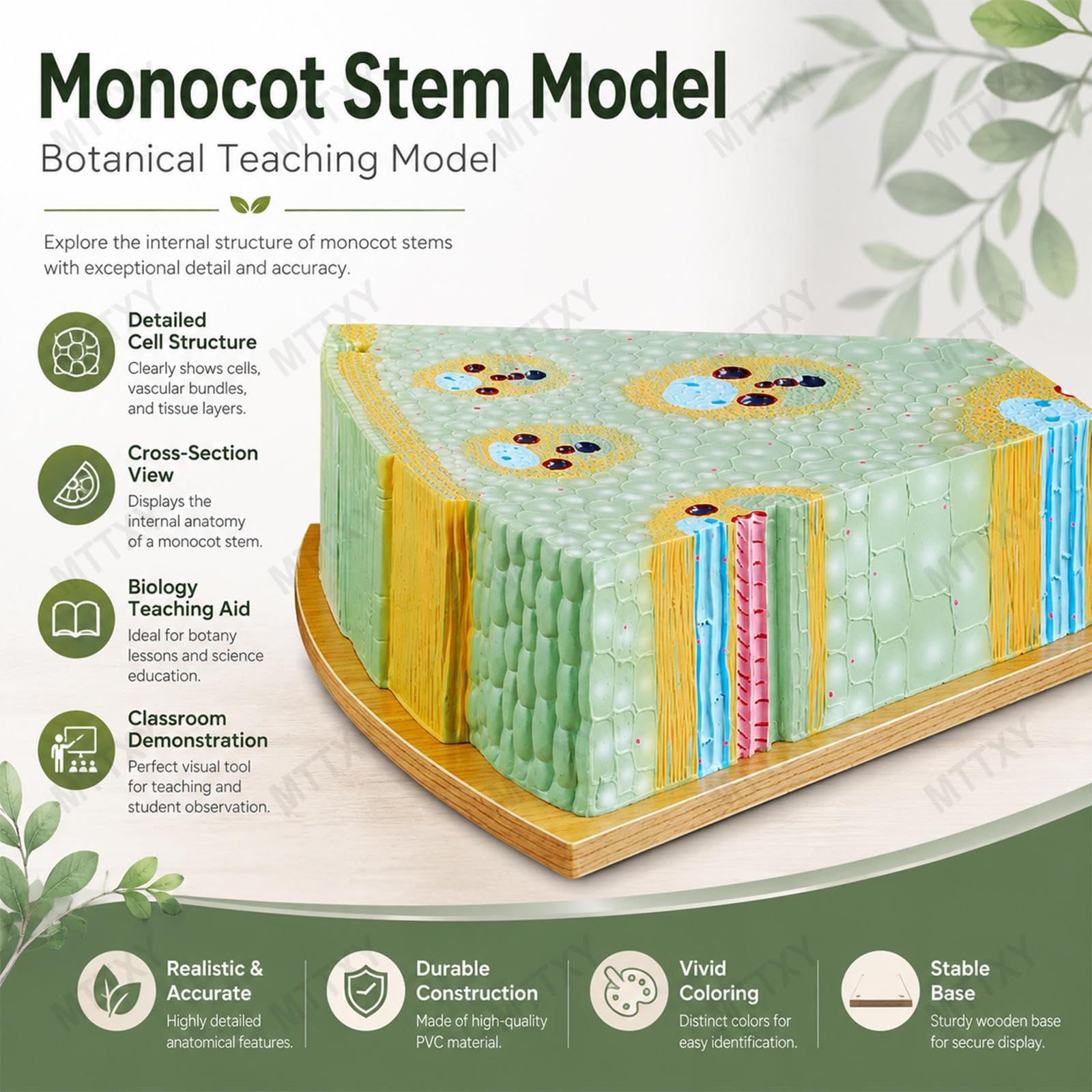 Modello Fusto Monocotiledone, Anatomia Mais 3D Sezione Biologia | Modello Botanico Con Struttura Cellulare, Fasci Vascolari e Tessuti per Lezioni di Biologia