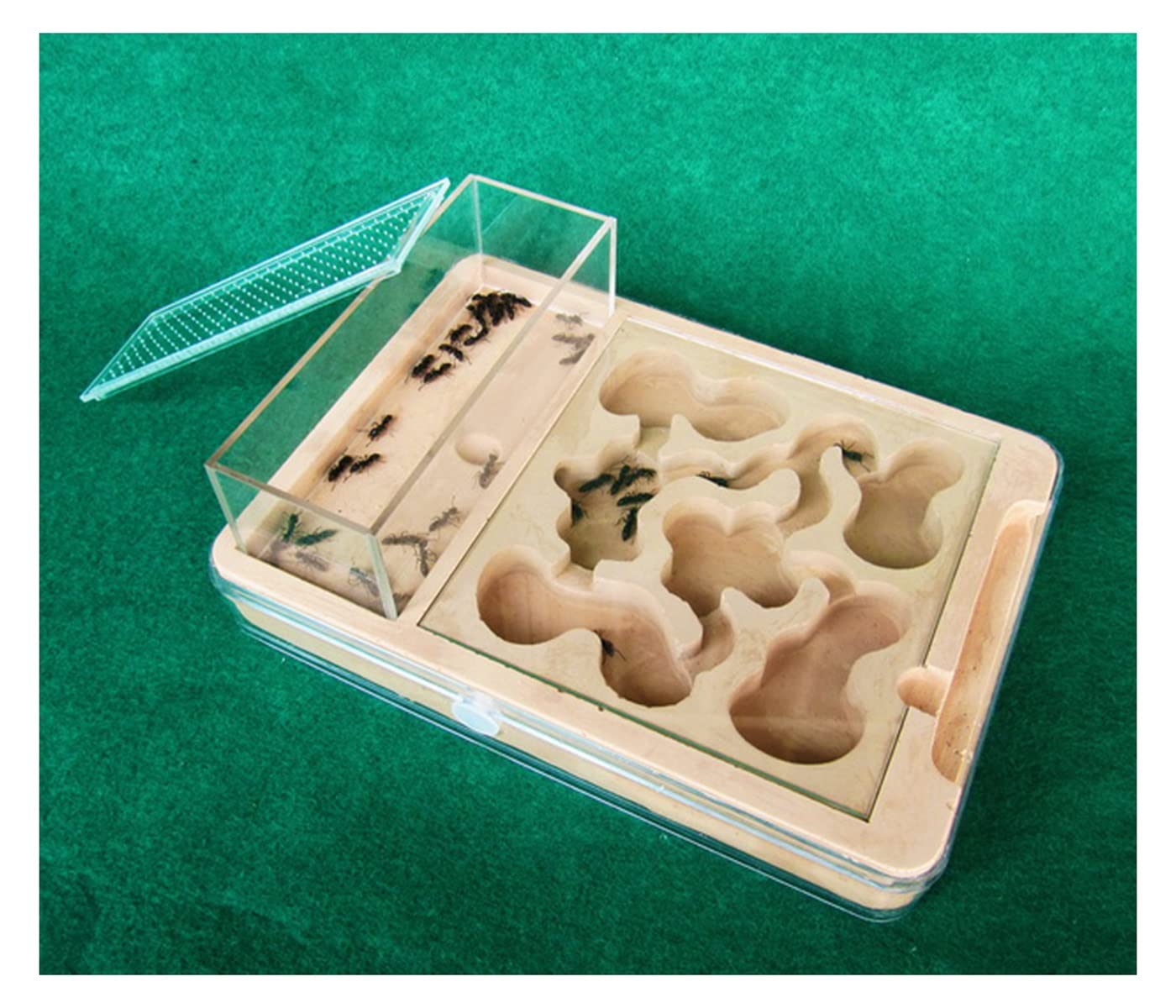 【MICE】アリ石膏巣ユニット 30×20cm×2個セット Amazon | EnergyPower アリ飼育キット 石膏製巣箱 デジタル湿度