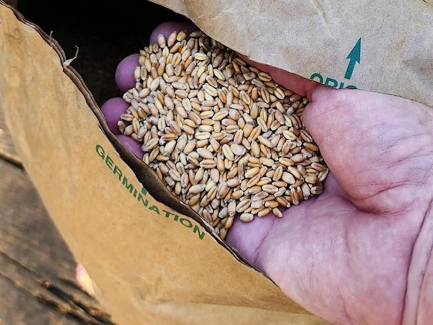 Soft Wheat Field 2024 Oregon Soft Winter Wheat Yield Trials: Unveiling