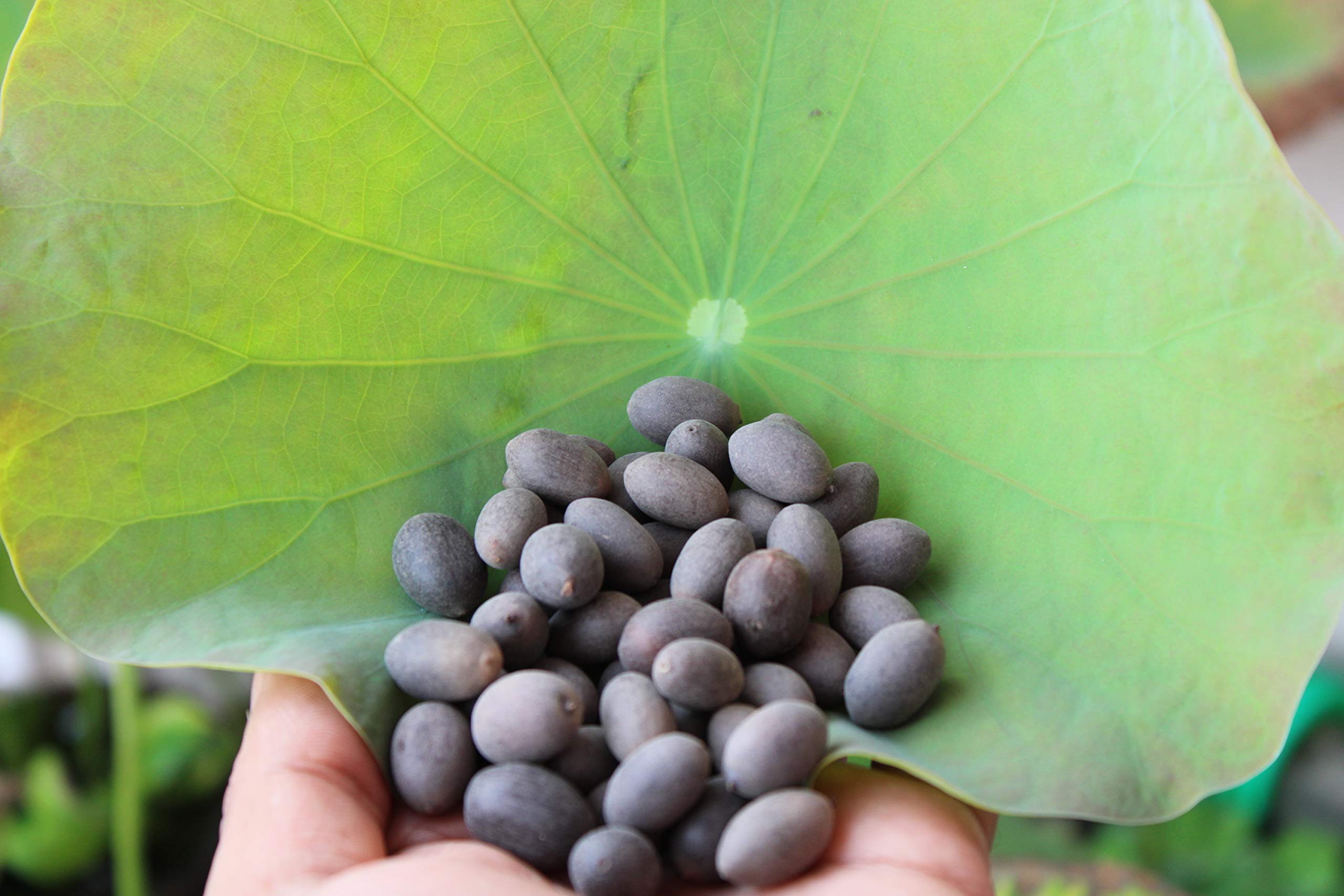 JoyProDeals Kamalgatta Lotus Seeds , 100 Gms , Approx 100 Seeds (B08JD2JD96) Amazon Price History, Amazon Price Tracker