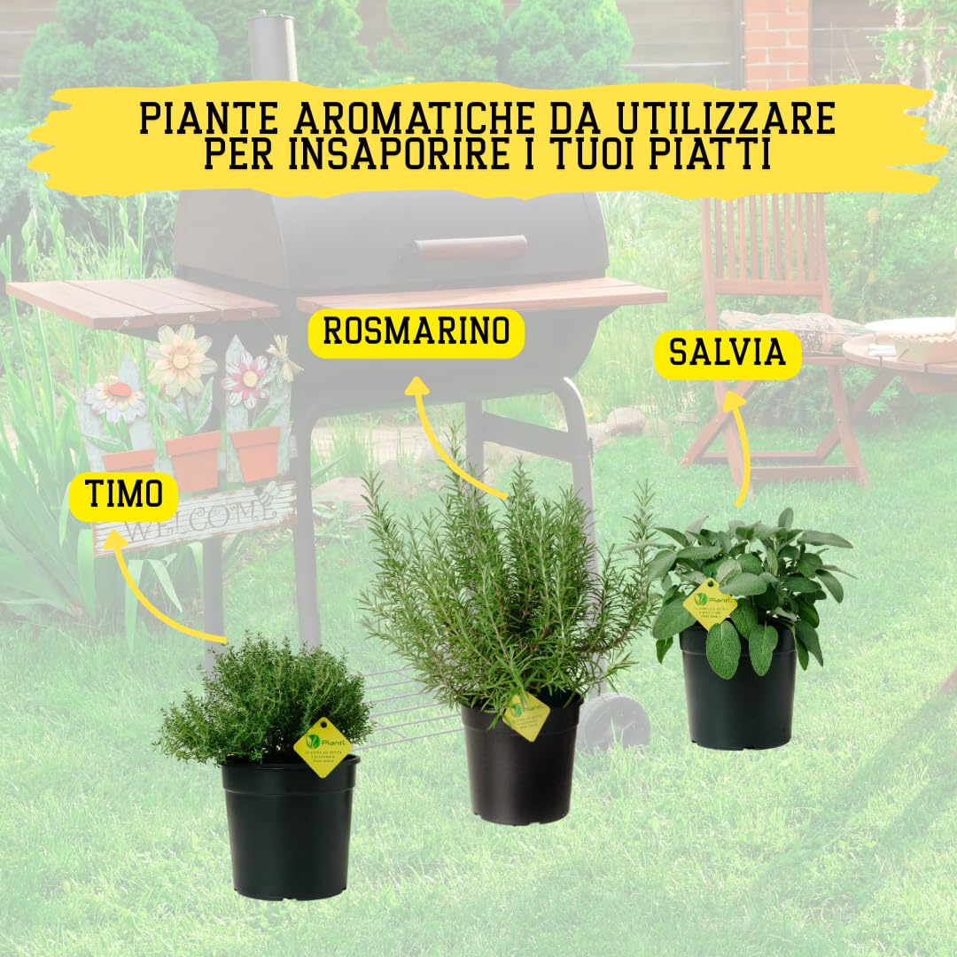 Kit Piante Aromatiche da Cucina - Rosmarino, Salvia e Timo | Set di Piante da Esterno e da Vaso | 3 Piante in Vaso da 19 cm