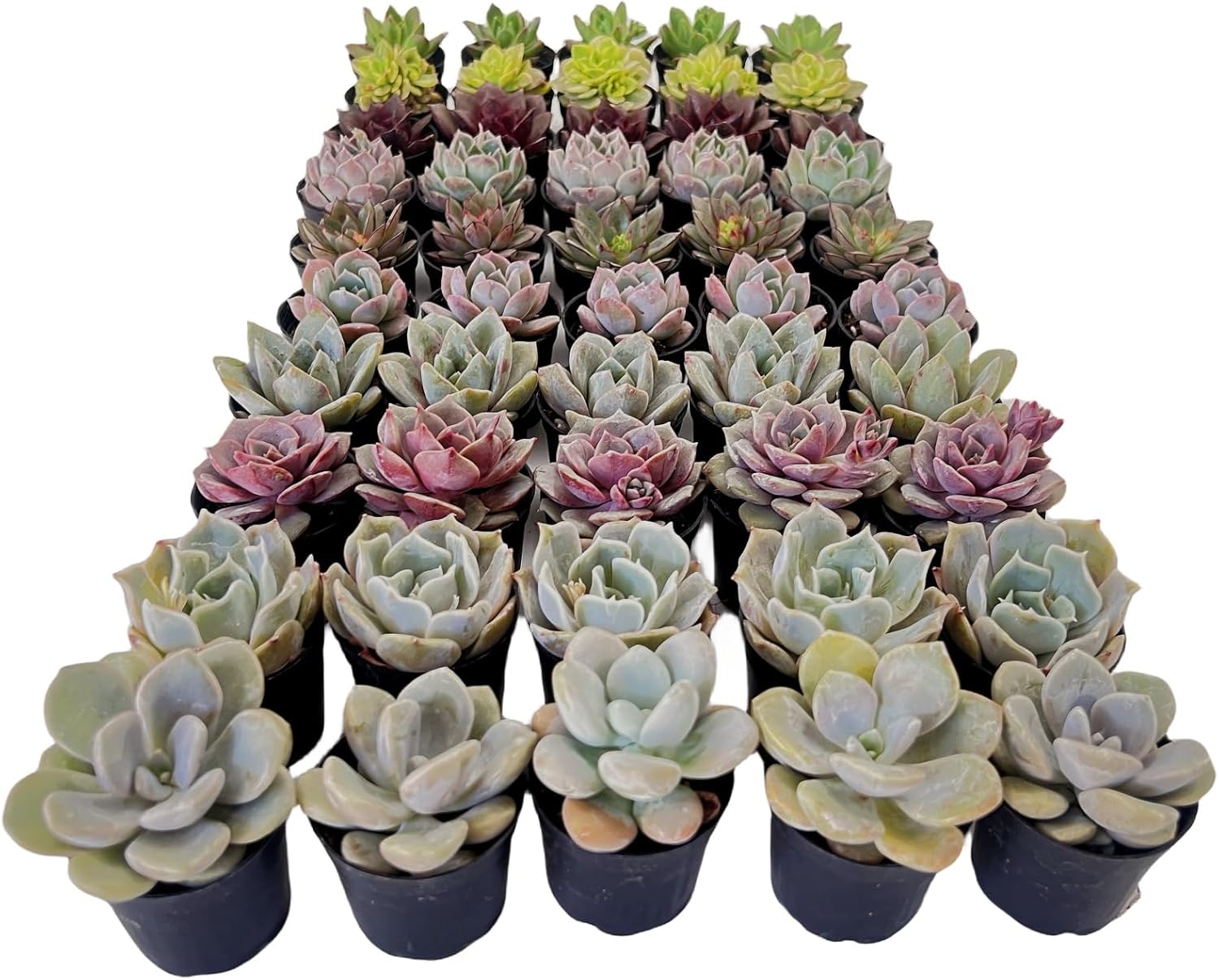Sprout N Green 15 Pack Rosettes Succulents Plants Live, Mini Succulents in 2" Starter Planter with Potting Mix, Rare Plants for Indoor House Home Garden Wedding Decor Party Favor