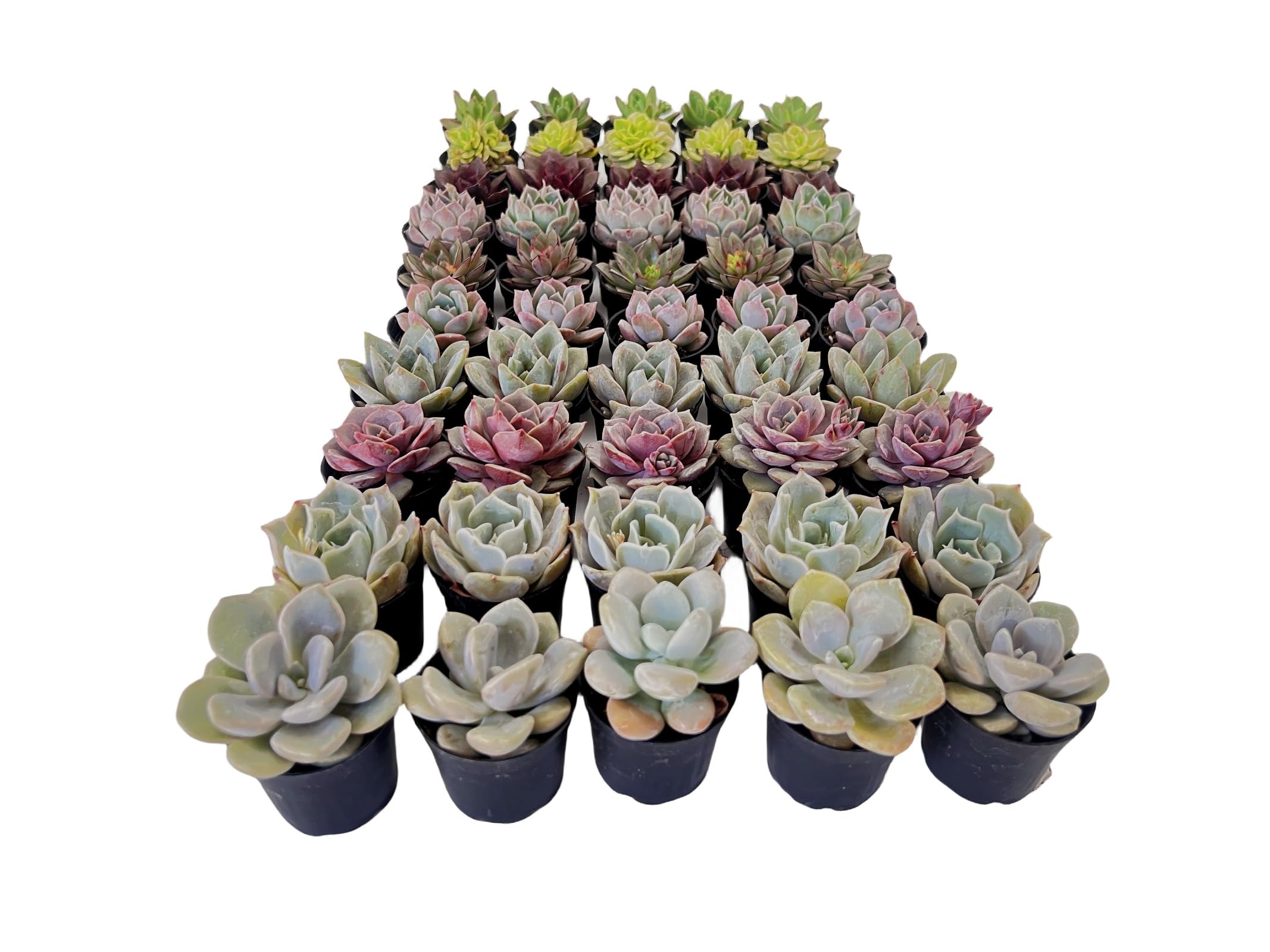 Sprout N Green 50 Pack Rosettes Succulents Plants Live, Mini Succulents in 2" Starter Planter with Potting Mix, Rare Plants for Indoor House Home Garden Wedding Decor Party Favor DIY Gift