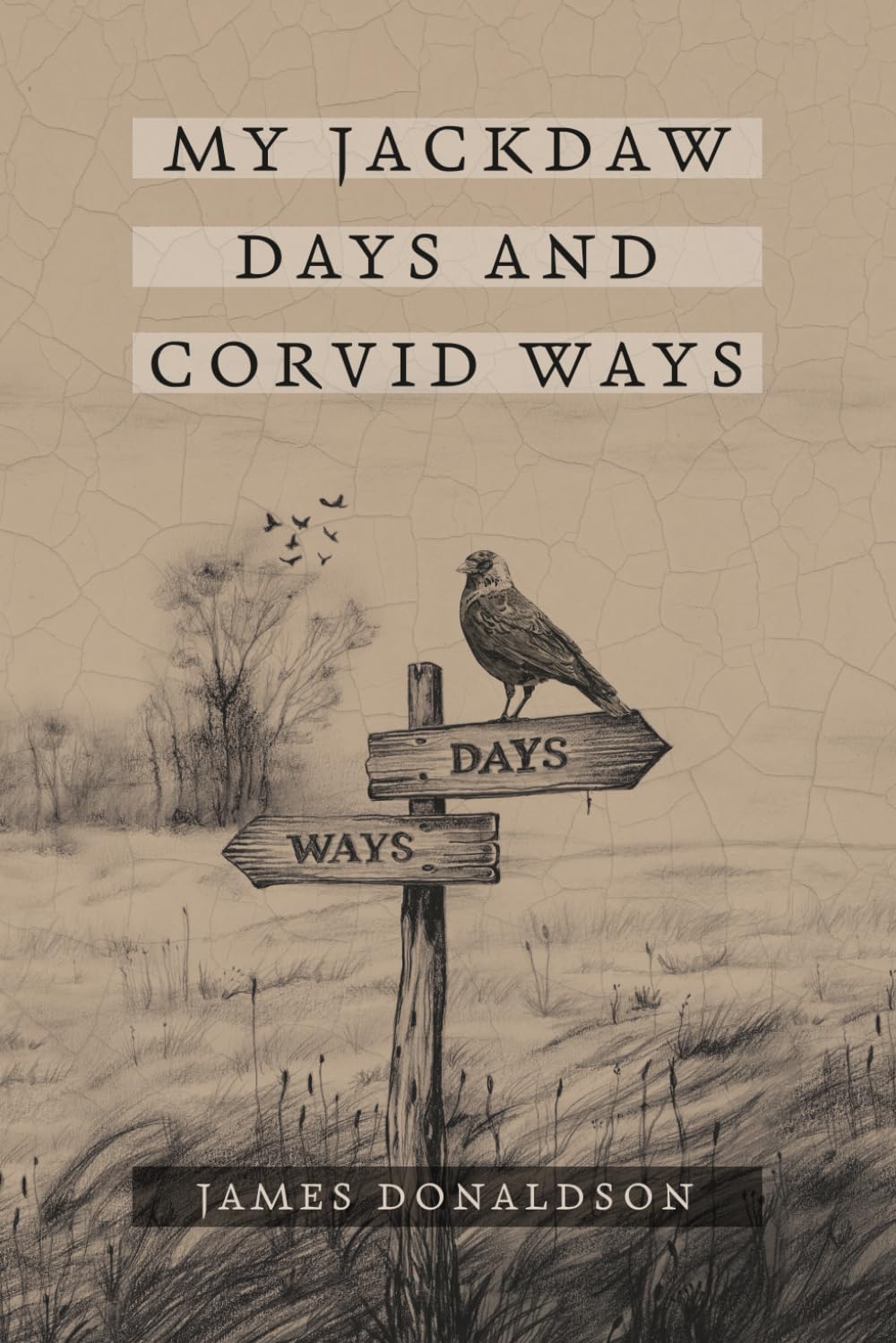 My Jackdaw Days and Corvid Ways