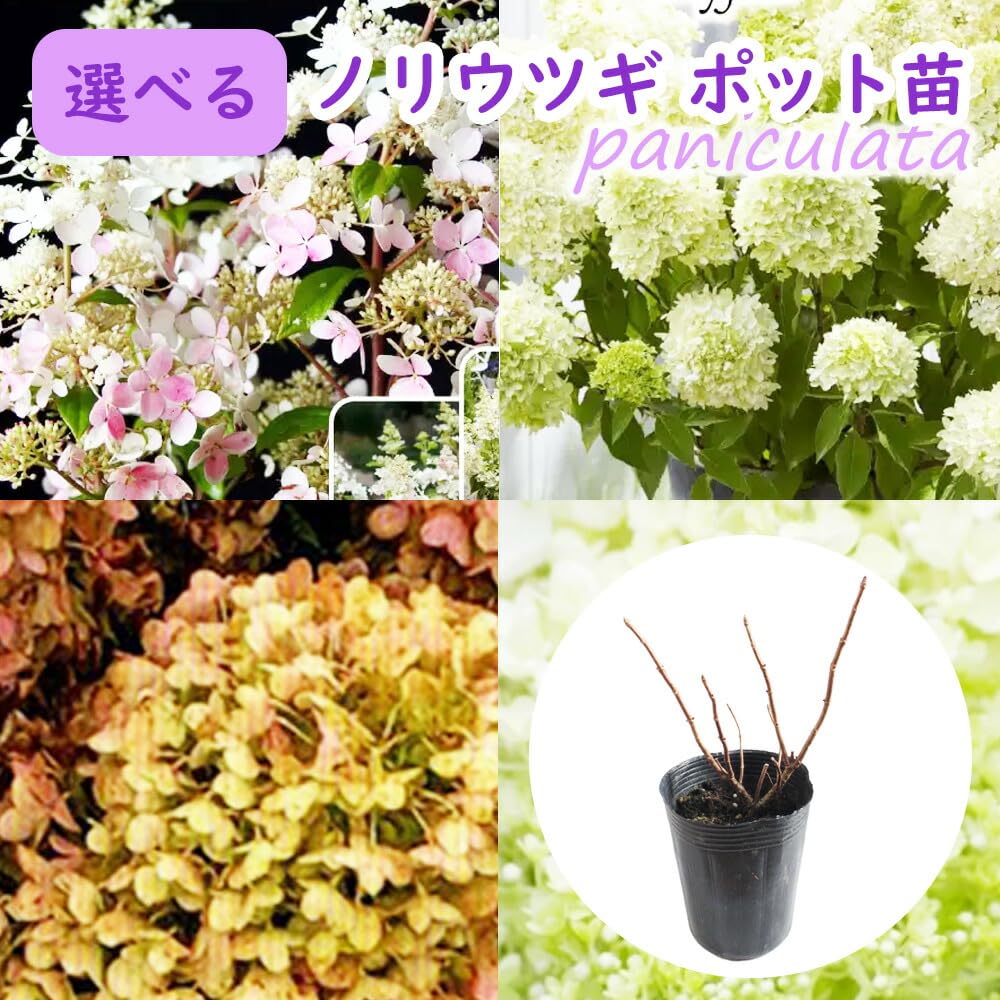 Amazon.co.jp: 選べる ノリウツギ 【 5．HBA パンゾラ 】9cmロング