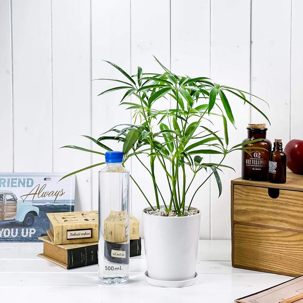 Amazon.co.jp: PLANCHU 観葉植物 シェフレラ アンガスティフォリア 4号