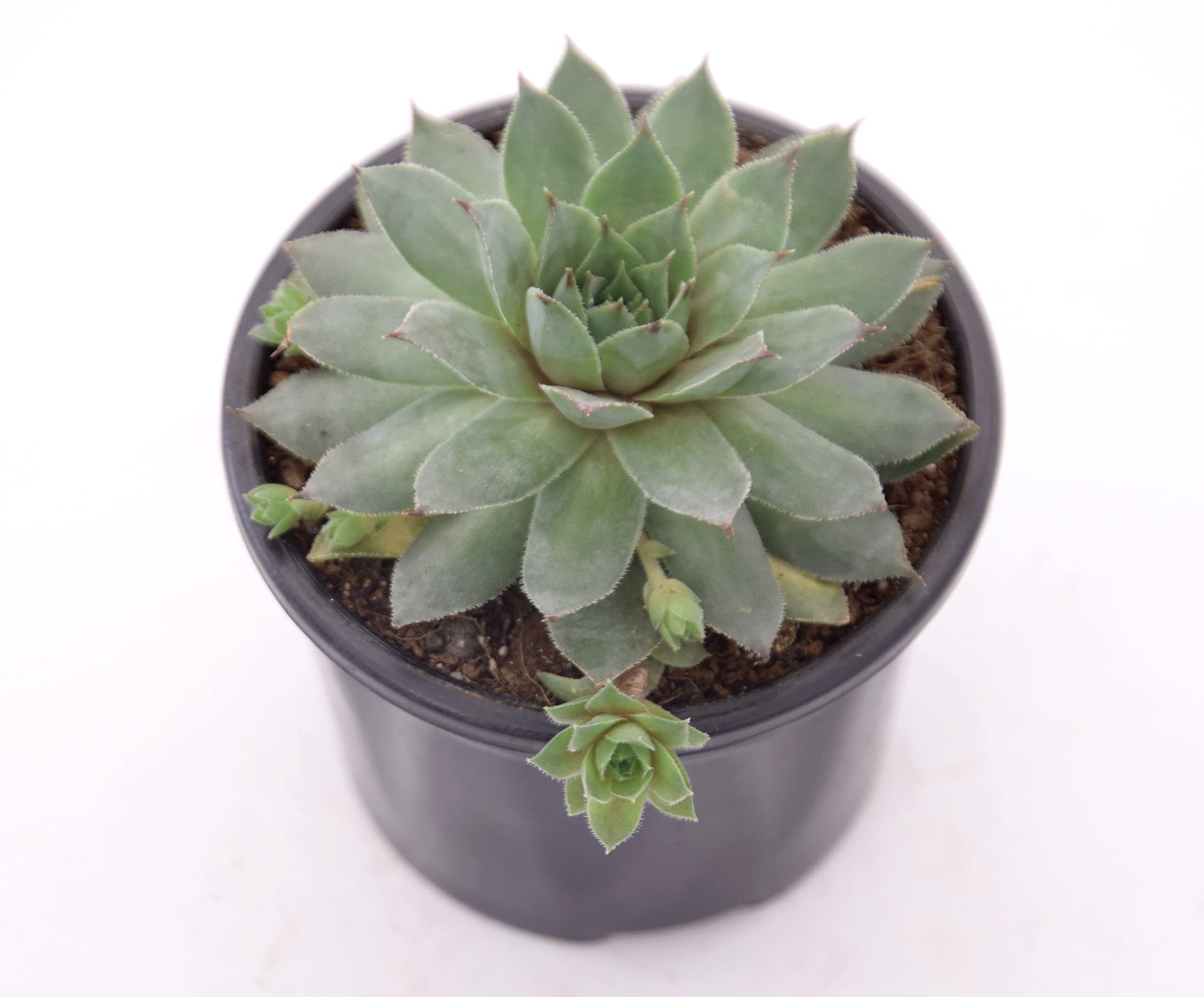 VH Veryhom Veryhom Original Green Wheel Laxmi Kamal (Sempervivum) Succulent For Good Luck (B09TZVS2V5) Amazon Price History, Amazon Price Tracker