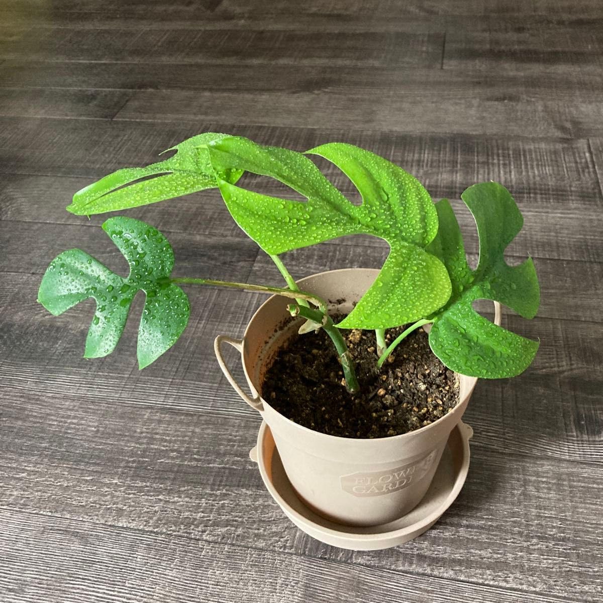 購入前にチェック！元気なモンステラの選び方を教えます！| 観葉植物の基礎知識|APEGO モンステラ