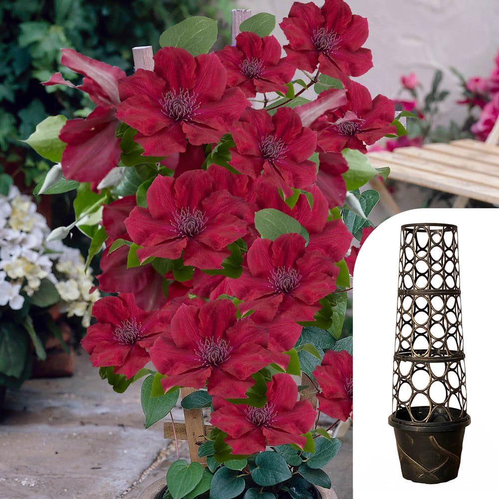 Yougarden Red Clematis 'Nubia Boulevard' Patio Climber Collection, 10.5Cm Potted Plant With Tower Pot Planter And Trellis