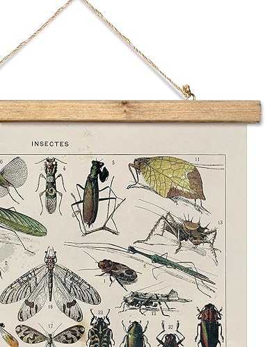 Miniatura 134 de XIAOAIKA Póster de botánica vintage con marco de madera, tabla de plantas venenosas antiguas, arte educativo botánico con especies peligrosas, 1