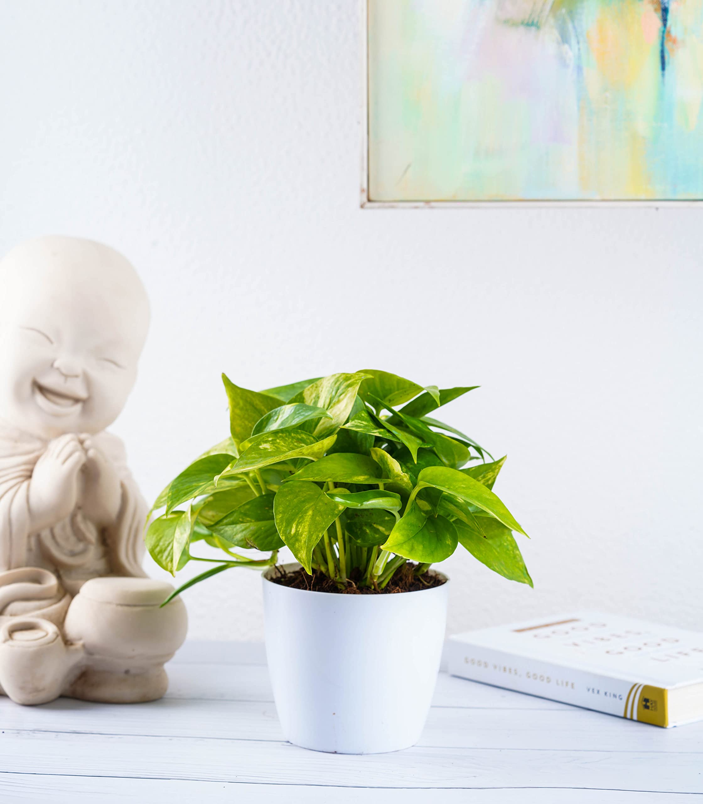 Nurturing Green® Good Luck Money Plant Green in 4.5 Inch Wide Glossy White Plastic Pot (Size: Medium) (B09TR6Q7YK) Amazon Price History, Amazon Price Tracker
