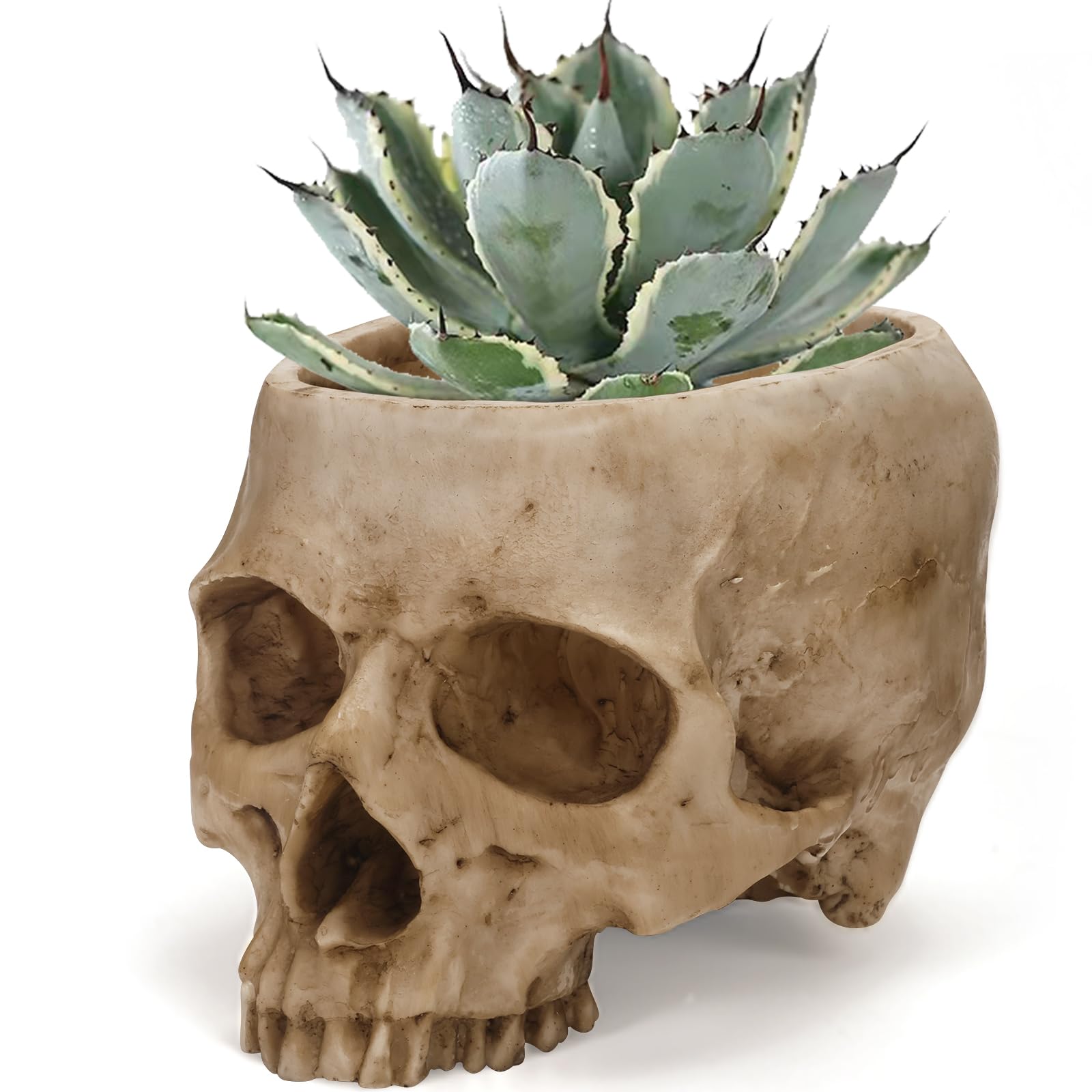 Sinromrich Skull Planter Pot for Plants - Realistic Human Skull Head Flower Pot, Halloween/Gothic Décor, Resin Planter for Succulents, Bonsai, Cactus, Home Bar, Desk, Spooky Gift Idea(Beige)
