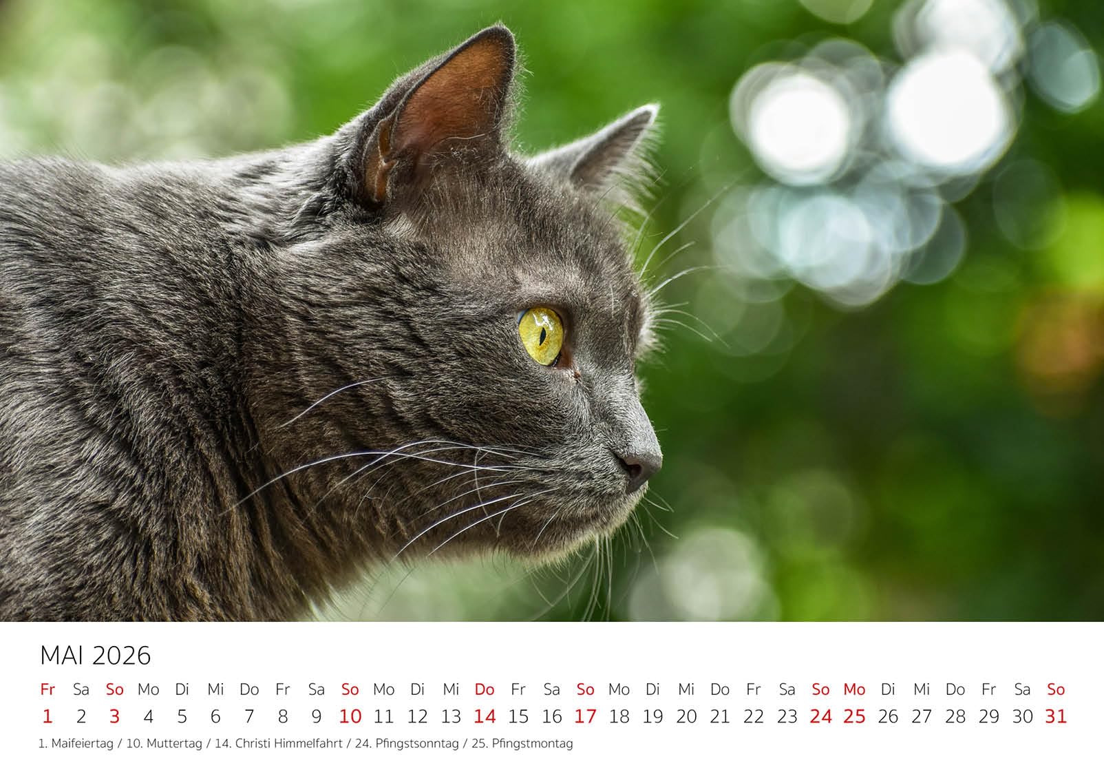 Edition Seidel Premium Kalender De Wereld Van De Katten 2026 Formaat Din A3 Wandkalender Kattenkalender Huisdieren Kitten Katten Katten Kat Kater Kitten