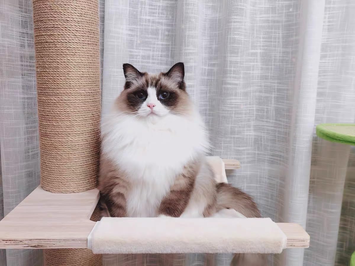 置物 maocat 置物 maocat Amazon.com : Floor to Ceiling Cat Tree Accessories Hammock