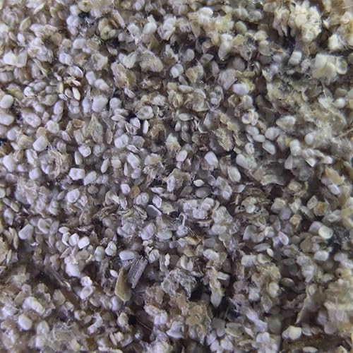 GreenWaterFarm Moina Macrocopa Eggs (Water Flea) Live Fish Food for Hatching and Culture Suitable for Feed Betta Fish