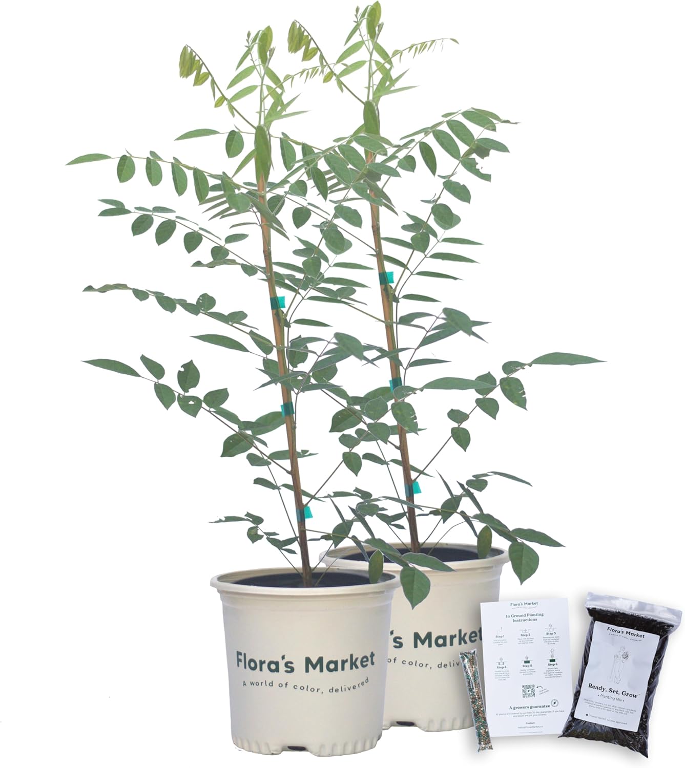 Amethyst Falls Wisteria - Includes Planting Kit - Reblooming Fragrant Vine with Purple Flowers (1 Gallon (2-Pack))