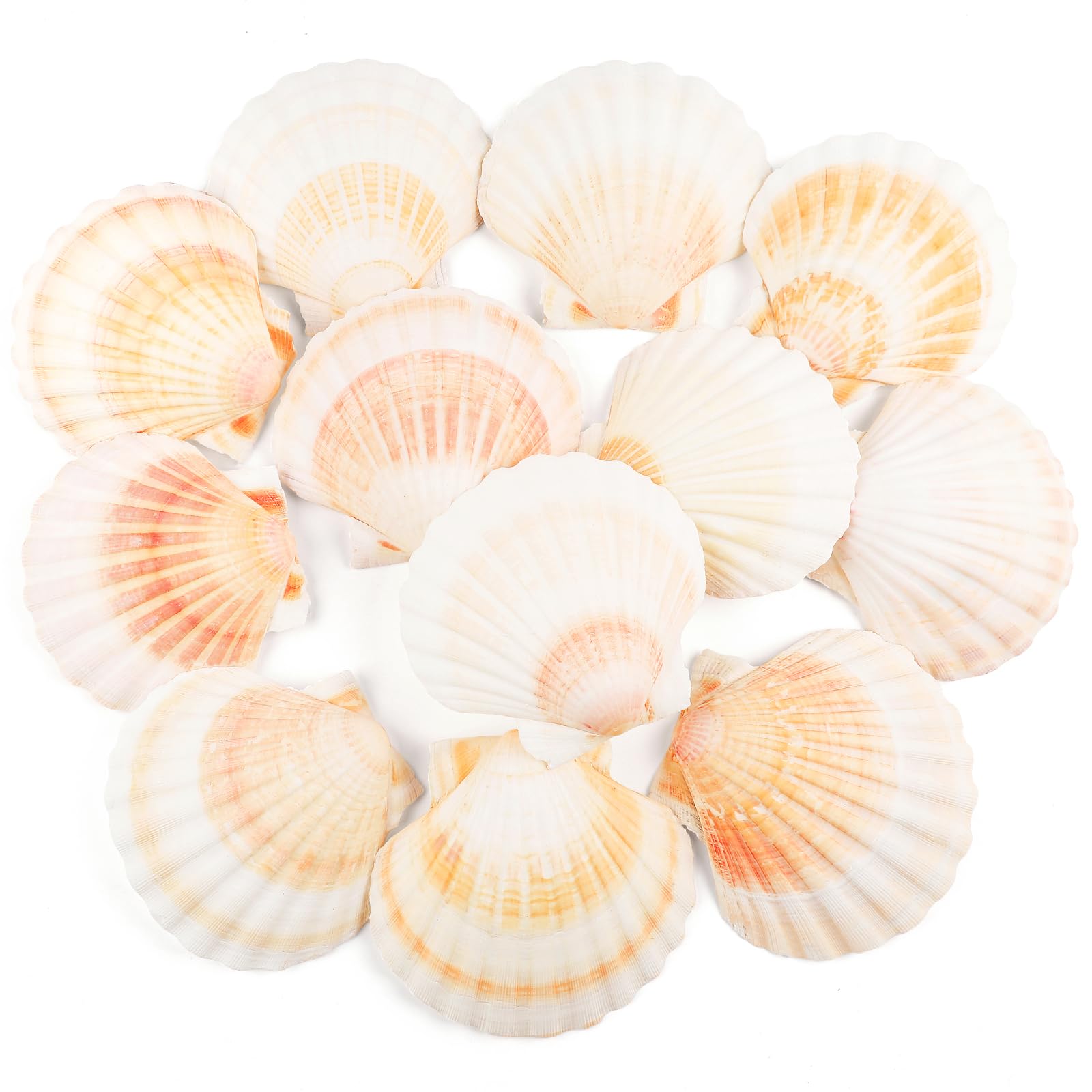 TaoQ C 12 PCS Scallop Shells Natural Seashell, 4" to 5" White and Pink Scallop Shells Small Seashells for Crafts Wedding Decor Beach Theme Party, Fish Tank and Vase Filler
