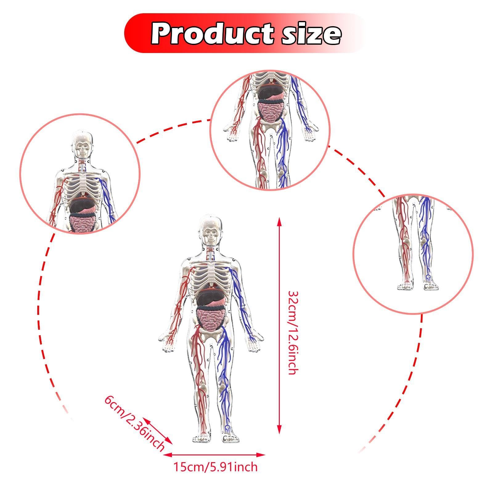 MagiDeal Kits de Modelos de Esqueleto del Cuerpo Humano, Herramientas de Estudio, ensamblaje, Kit científico Interactivo, Modelo de anatomía para niños de 8