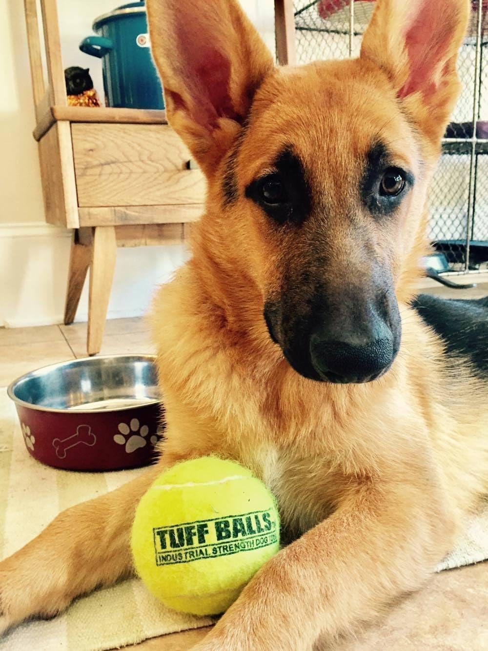12 pelotas Tuff – Juguetes para perros con resistencia Industrial
