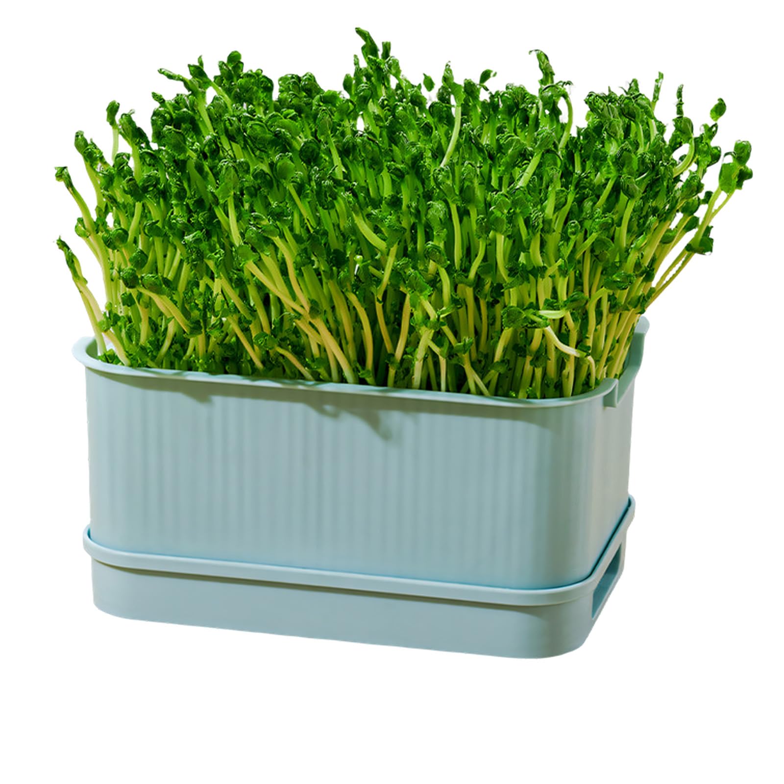 Ljhnba Blue Seedling Sprouts Tray Nursery Tray Saving Space Greenhouse Germination Set For Sprouts Planting Container Green Growing Hydroponic Sprouting