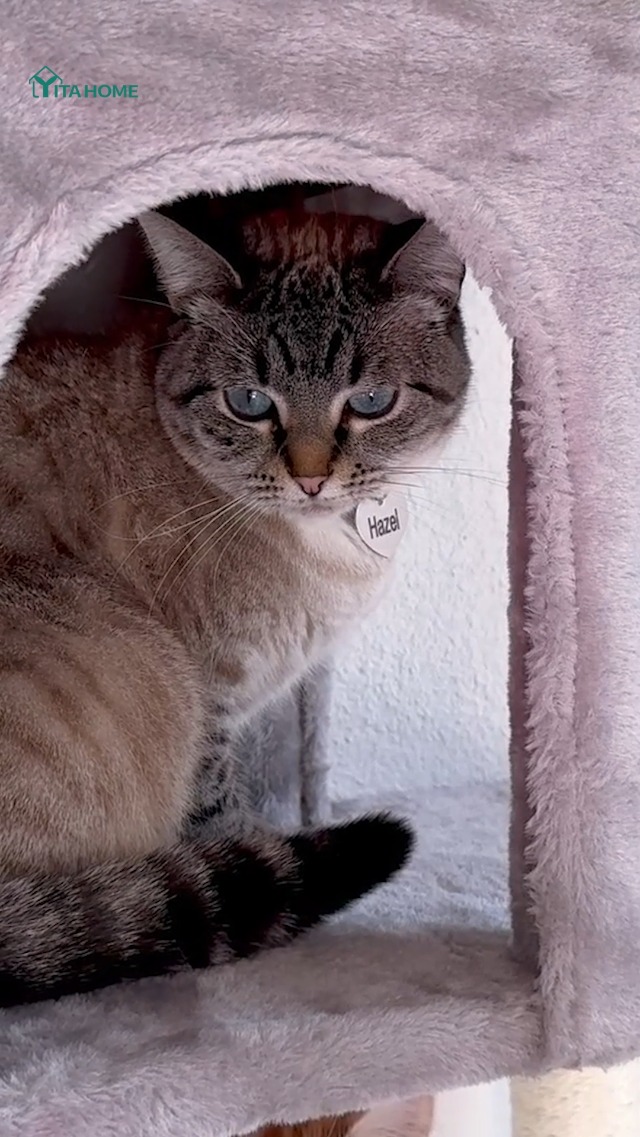 Albero Tiragraffi Per Gatti In Legno Massiccio - 3 Piattaforme In Sisal, Da Parete, Per Arrampicata E Gioco