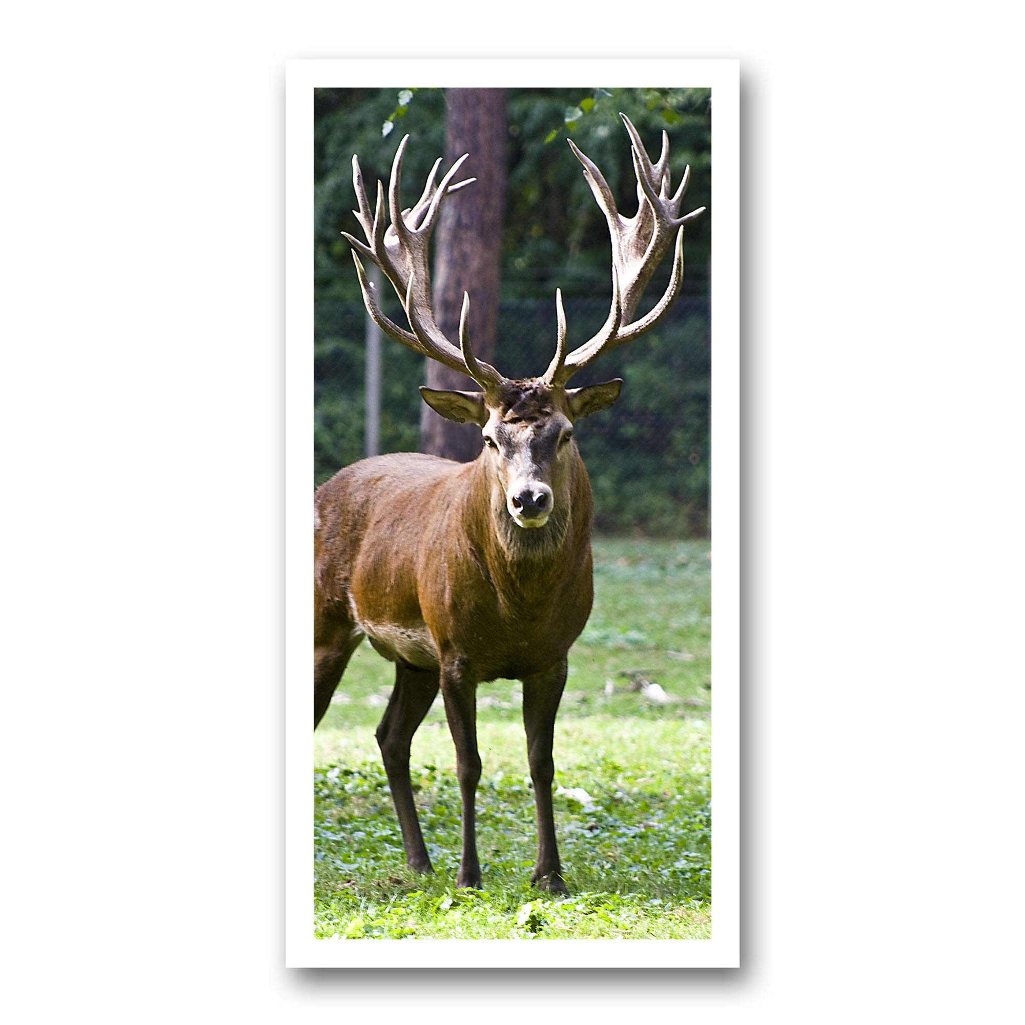 Plaque D'immatriculation De Chasse/pêche Colorado Avec Cerf, élan, Poisson - Occasion - États-Unis