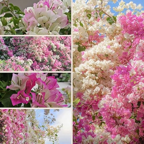 Miniatura 4 de Juego de 2 plantas vivas de buganvillas de 5 a 7 pulgadas de alto, plantas trepadoras de buganvillas vivas, árbol ornamental con flores para plantar