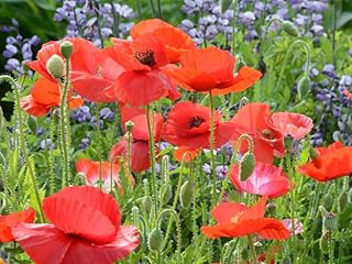 Sponsored Ad - Red Corn Poppy Flower Seeds (Papaver Rhoeas), Pack of 100,000+ Seeds by Seeds2Go