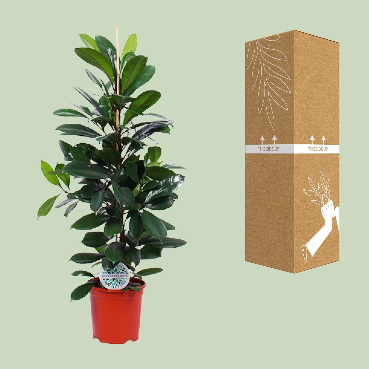 Ficus Cyathistipula Roślina doniczkowa, zielona, doniczka Ø21cm, wysokość 105cm