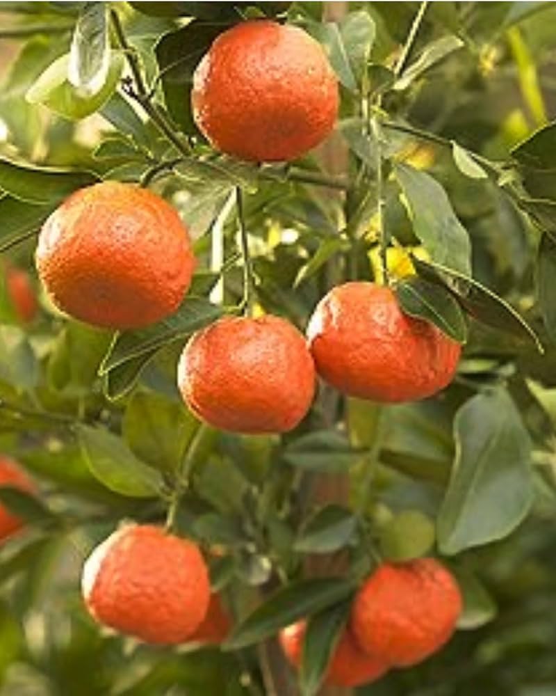 Sweet Nagpur CHATOKI KOMOLA Orange Healthy Live Plant, Original Grafted variety,