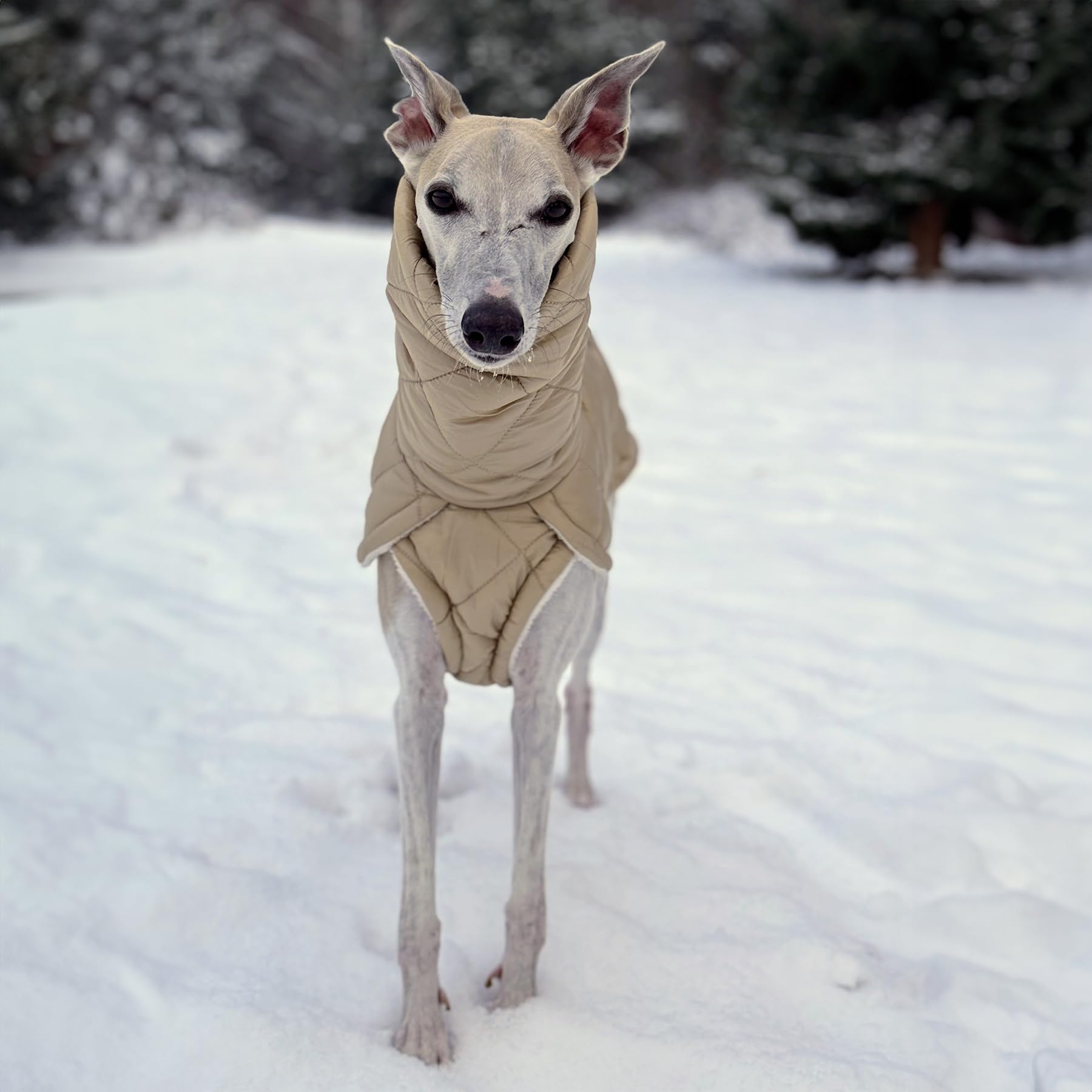 EDEL&SCHNELL Stepp-Wintermantel beige gefüttert mit Kunstpelz, Winterjacke Hund mit Reißverschluss, Hundemantel für große Hunde Rückenlänge 60-65 cm