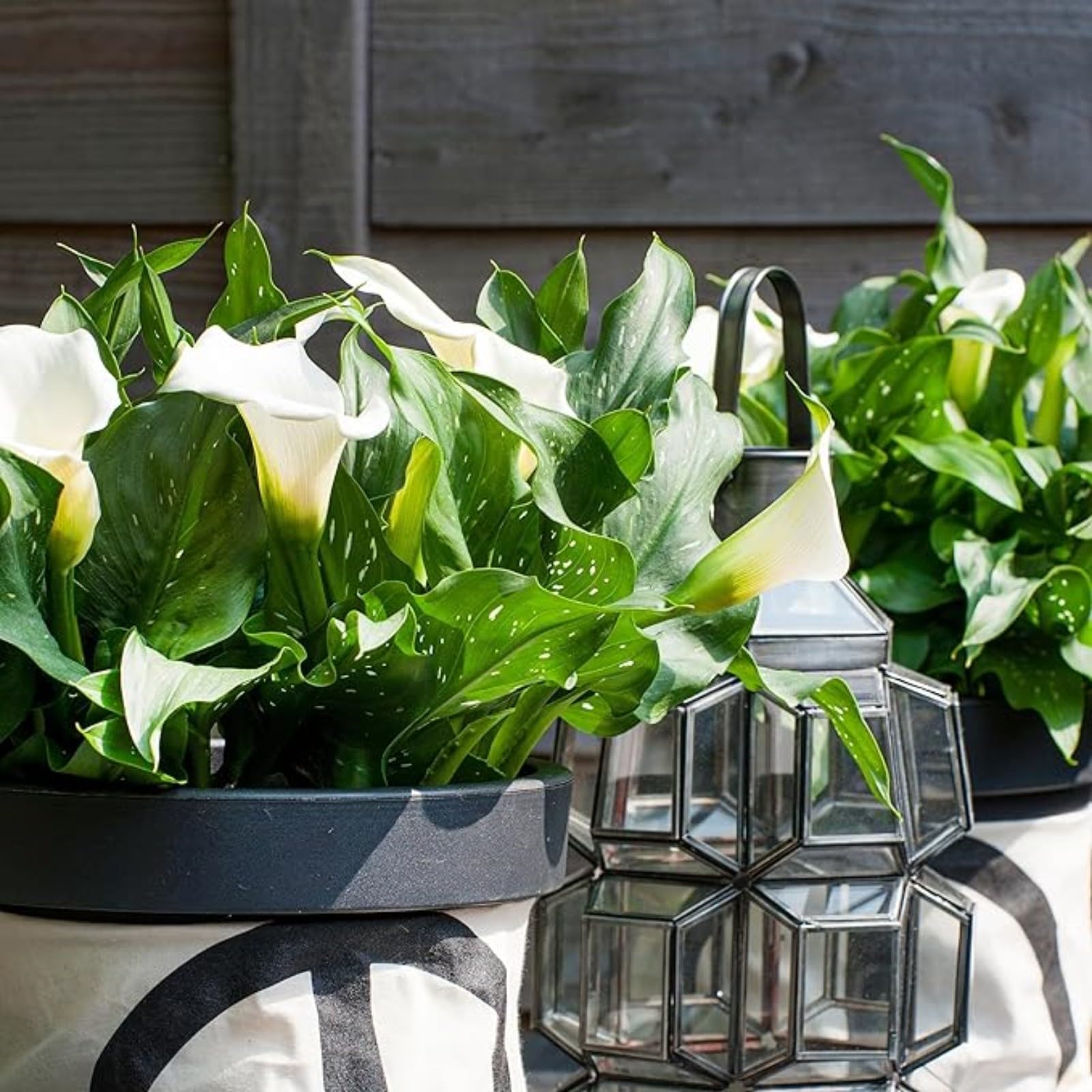 Calla Lily Bulbs Mix for Planting Now UK/Greening Flower/Strong Plants That Grow Well/Good for Containers/Cut Flowers/Natural Organic/Wedding Flowers.-8bulbs-I