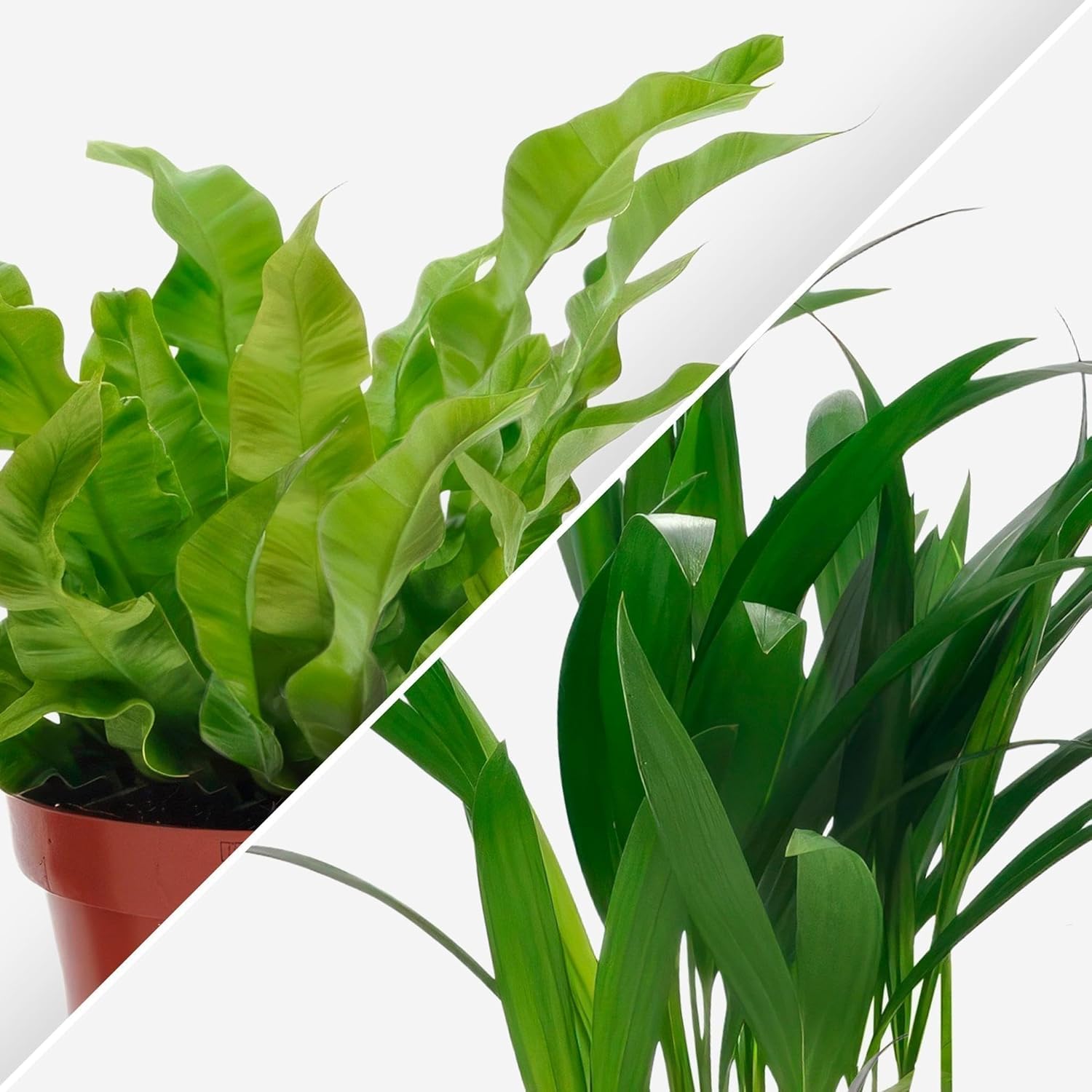 Happy Plants Plantes d'intérieur purificatrices d'air avec pot - 4 pièces plantes vertes