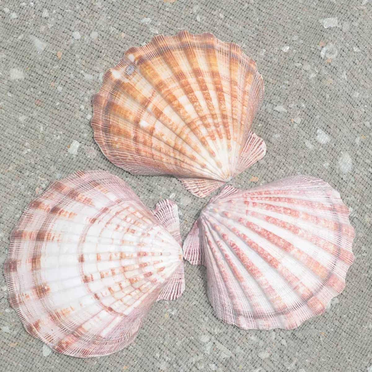 Muszla, 11~14 cm na dekoracje ślubne impreza tematyczna plaży(11~12cm)