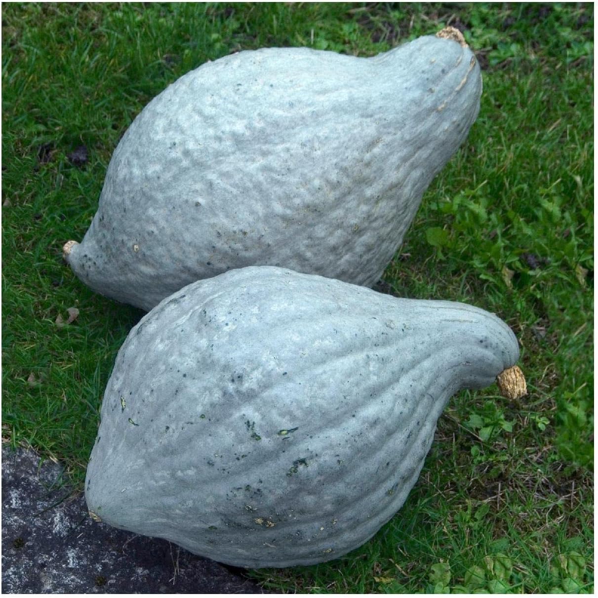 Everwilde Farms - 1 Lb Blue Hubbard Winter Squash Seeds - Gold Vault