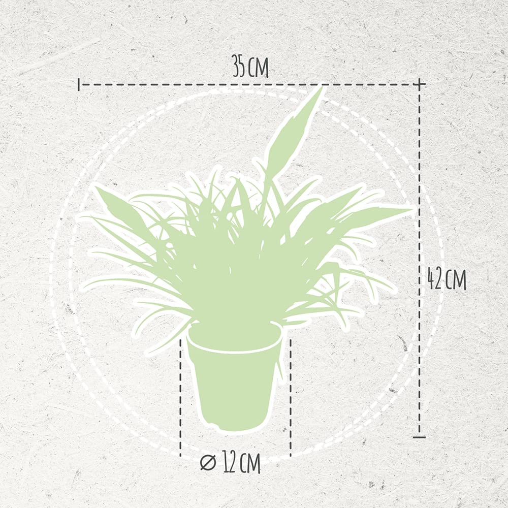 bromelien kaufen dehner 🍇 Brombeer Spirituose von DEHECK main image 1