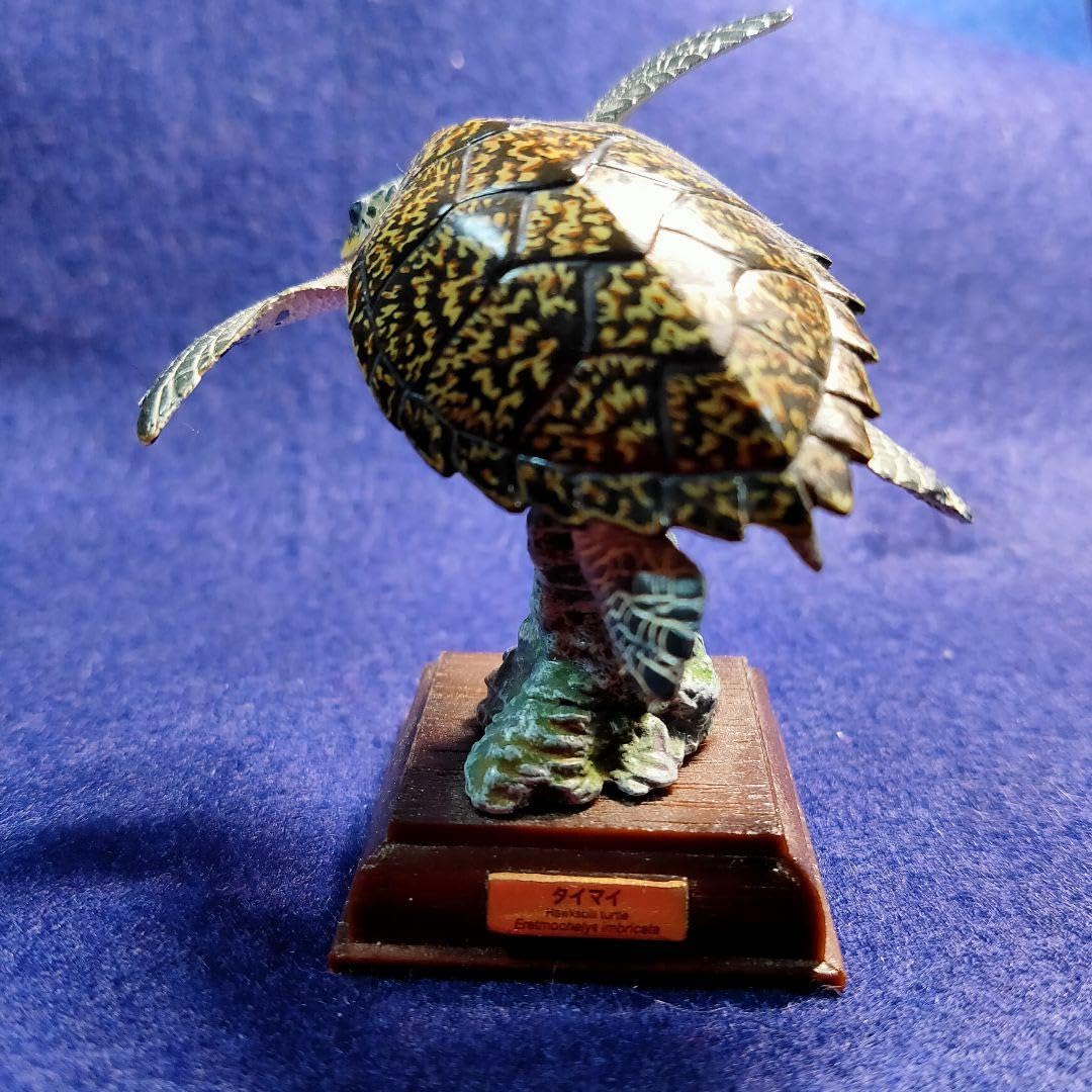 Amazon.co.jp: ネイチャーテクニカラー タイマイ 日本のかめ 亀