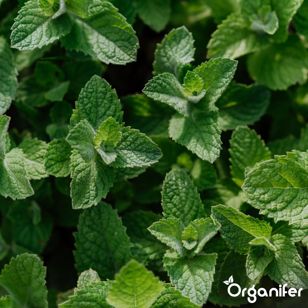 Engrais liquide organique 1L pour Menthe – croissance optimale et feuillage luxuriant – Organifer