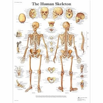 3B Scientific VR1113UU Glossy Paper Human Skeleton Anatomical Chart Poster Size 20 Width x 26 Height