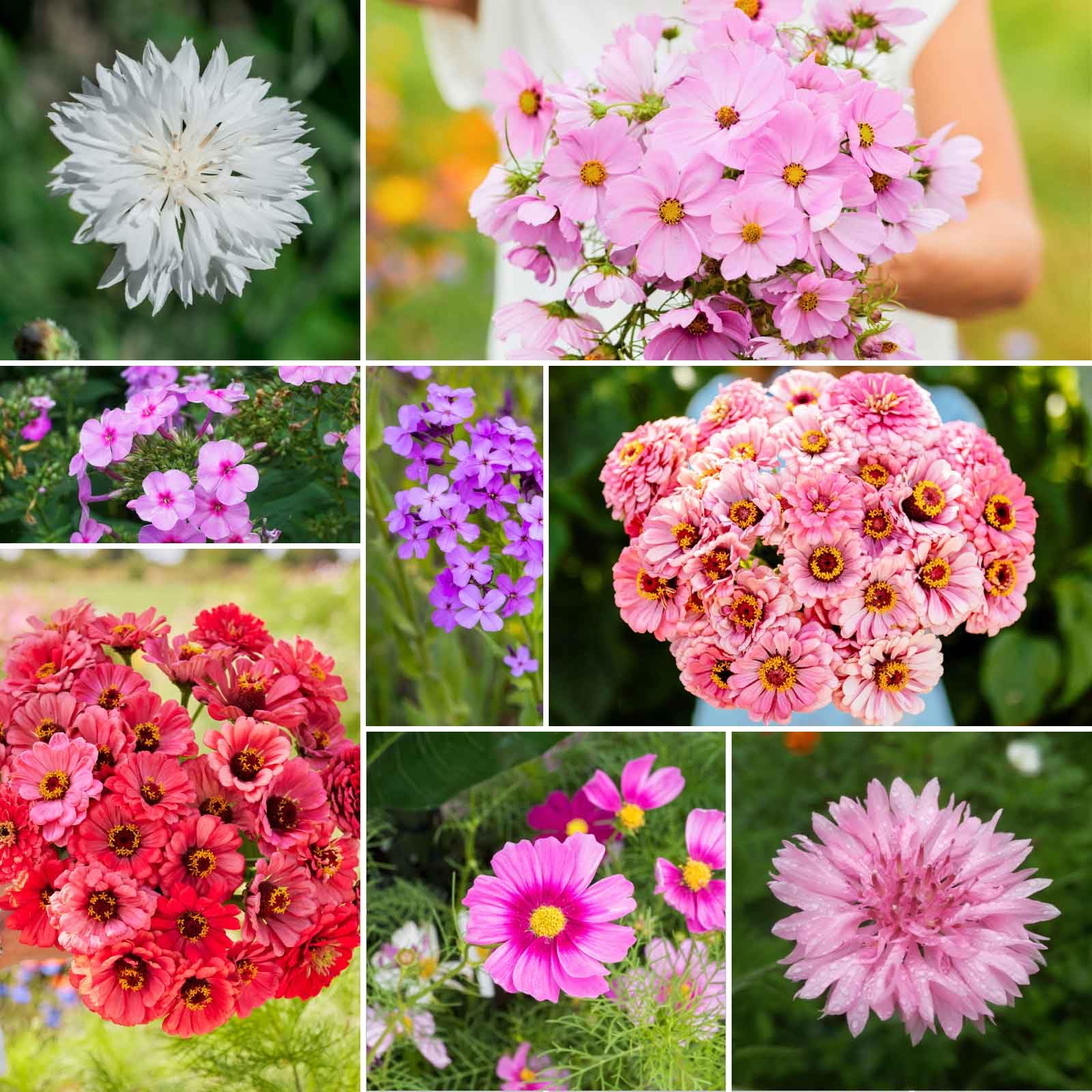 Eden Brothers Tickled Pink Flower Mixed Seeds