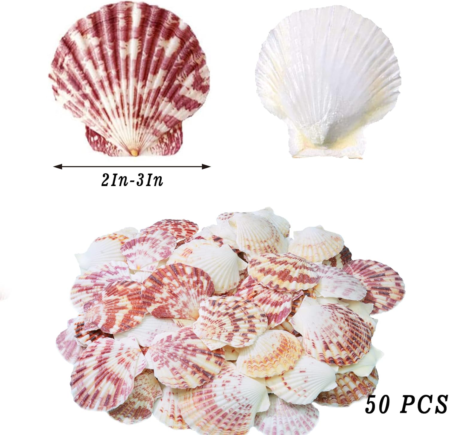 Scallop Shell Natural Seashell from Sea Beach for DIY Crafts Decor for Wedding Decor Beach Theme Party, Home Decorations, Fish Tank 1 Box (50 pcs)… - Image 2
