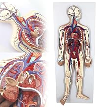 Human Blood Circulatory System Model,Interactive Cardiac Vascular Arteriovenous Model,Detailed Arteries and Veins Model with Thoracic Organs for Studying Blood Circulation in The Body