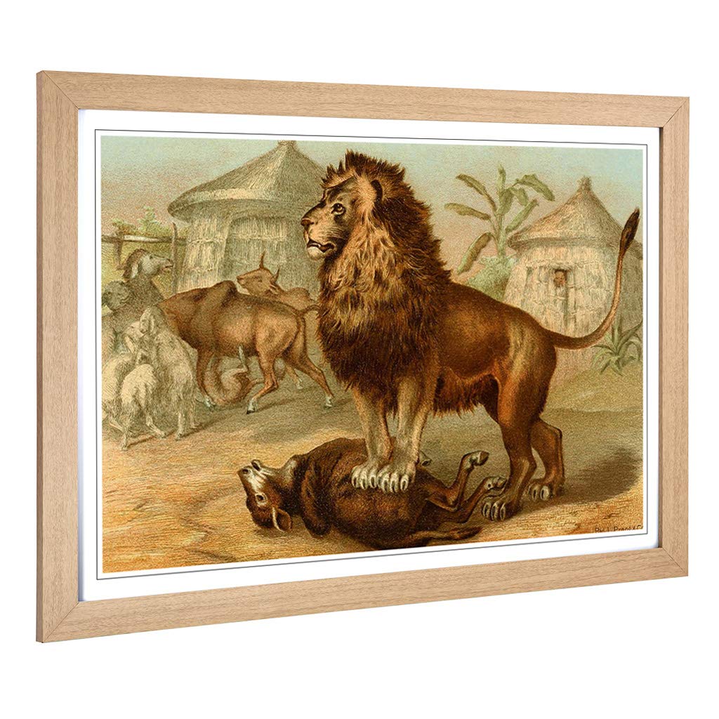 Big Box Art Framed Print of Vintage World 1885 Lion Design | Wall Art Picture | Home Decor for Kitchen, Living Room, Bedroom, Hallway, Oak, A2 / 24.5x18 Inch / 62x45cm