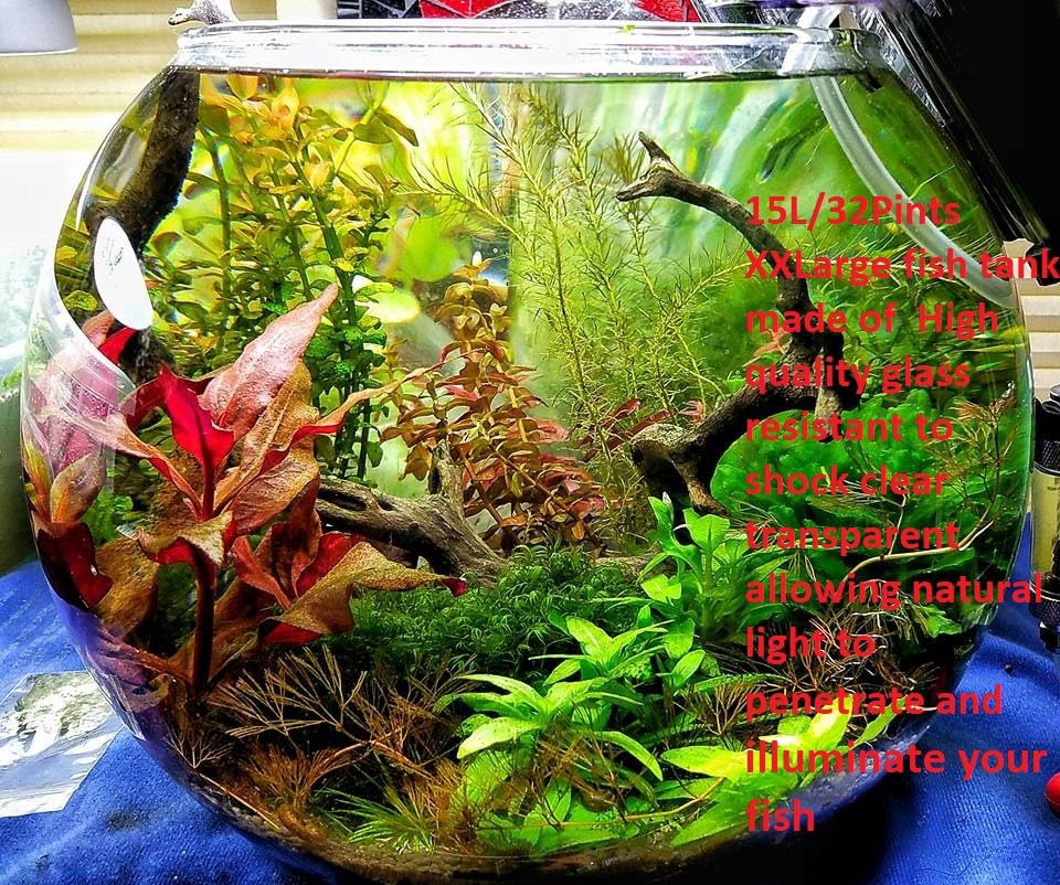 Glass Handmade XX Large fish bowl round Vase Terrarium 36 cm D Clear Transparent Planter