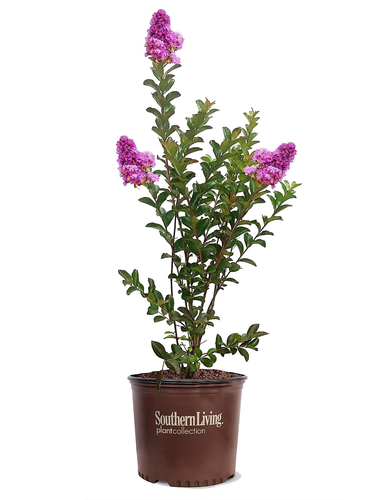 American Plant Exchange Miss Sandra Crape Myrtle