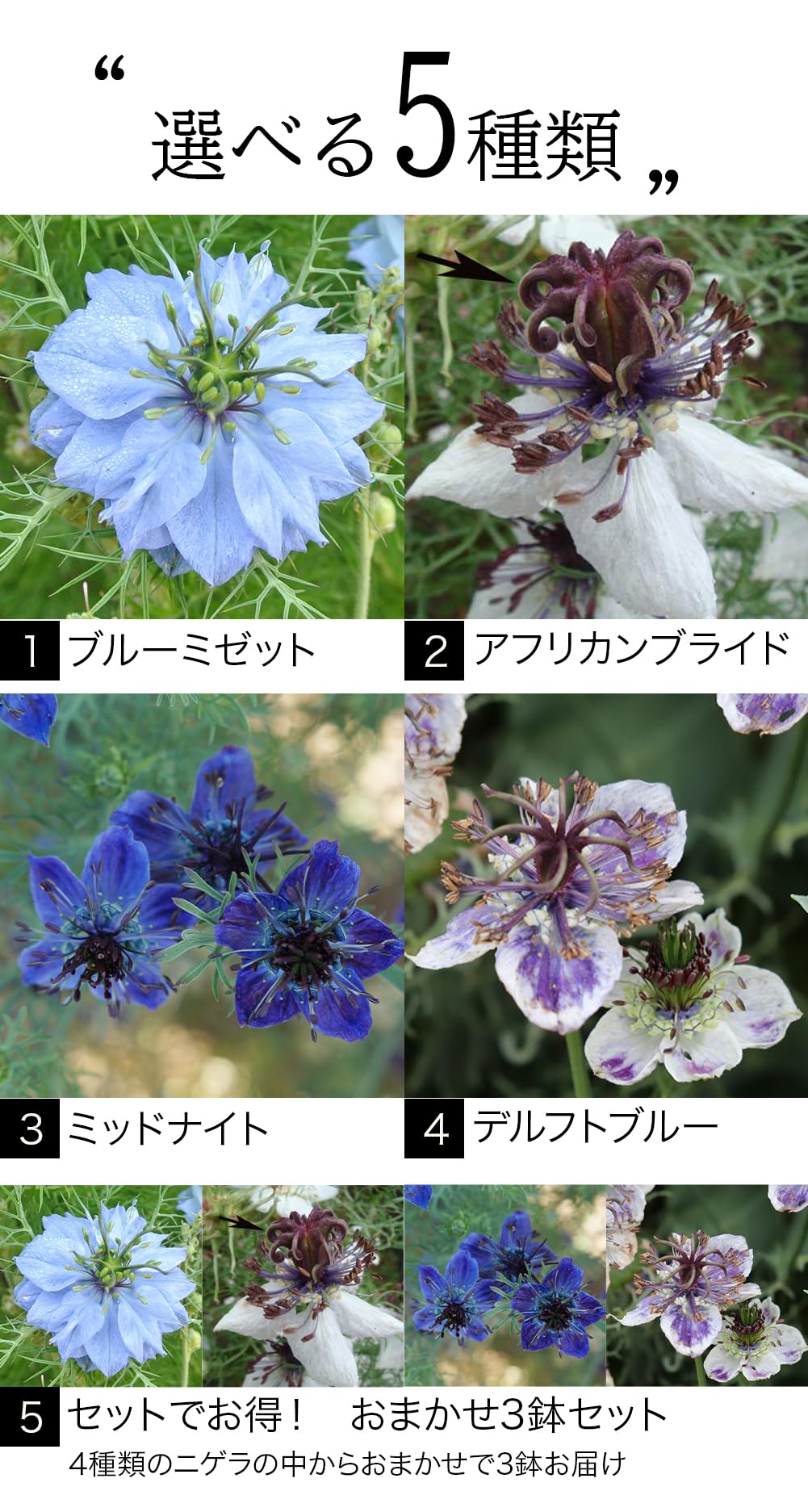 Amazon.co.jp: [World Fantasy Garden] 苗 ニゲラ ブルーミゼット 1鉢