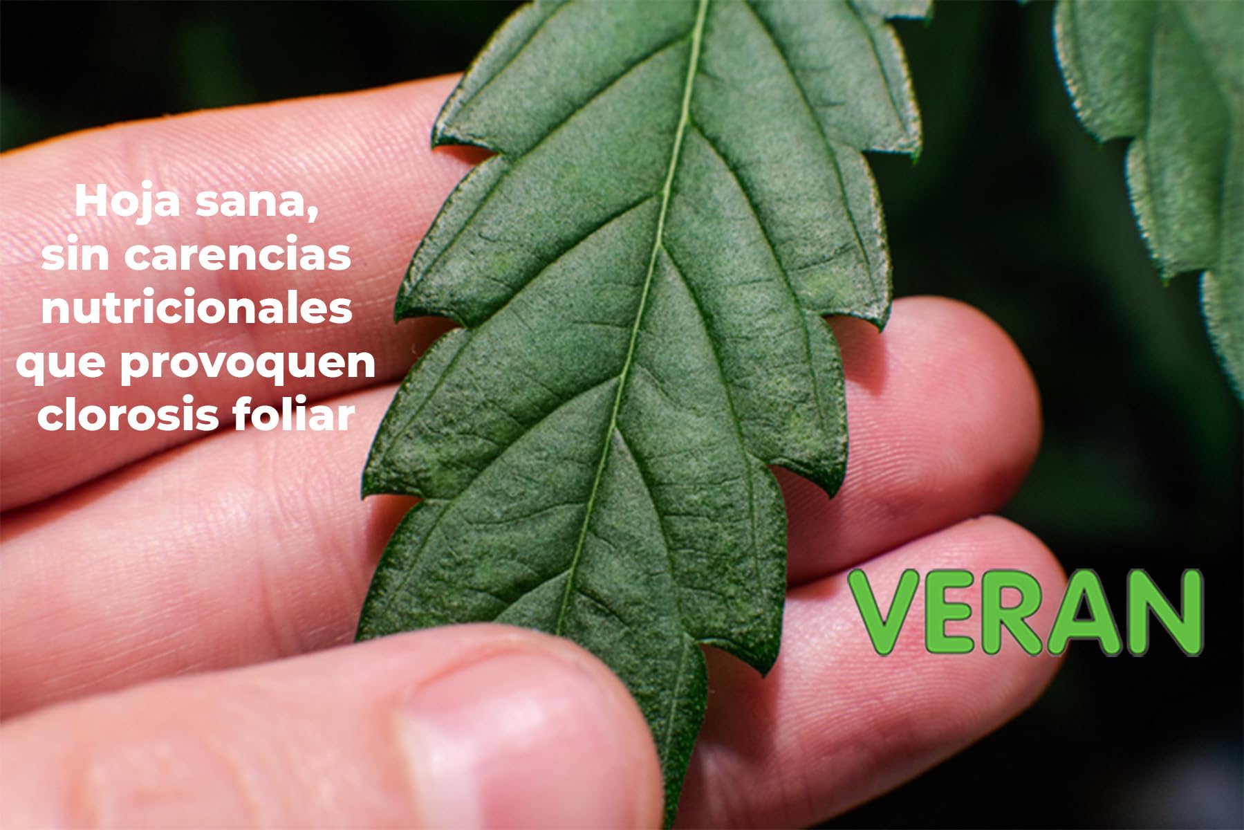 VERAN Quelatos de Hierro 200g | Aporte de Hierro Biocompatible para Plantas | Reverdeciente de Plantas Terrestres y de Acuario | Abono Quelato de Hierro Contra la Clorosis Férrica 100% Soluble en Agua