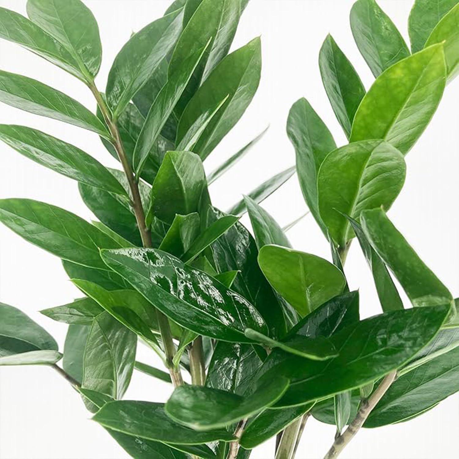 KENTIS - Zamioculcas Zamiifolia - Piante Vere da Appartamento - Pianta Purificante Aria - Facile Cura - H 40-50 cm Vaso Ø 12 cm