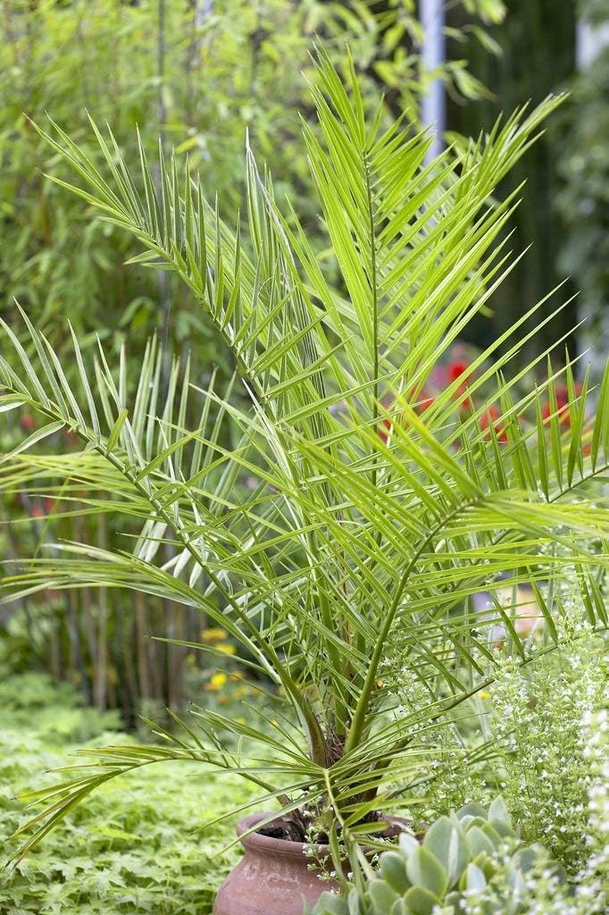 Pair of 80cm Phoenix canariensis - Canary Island Date Palms
