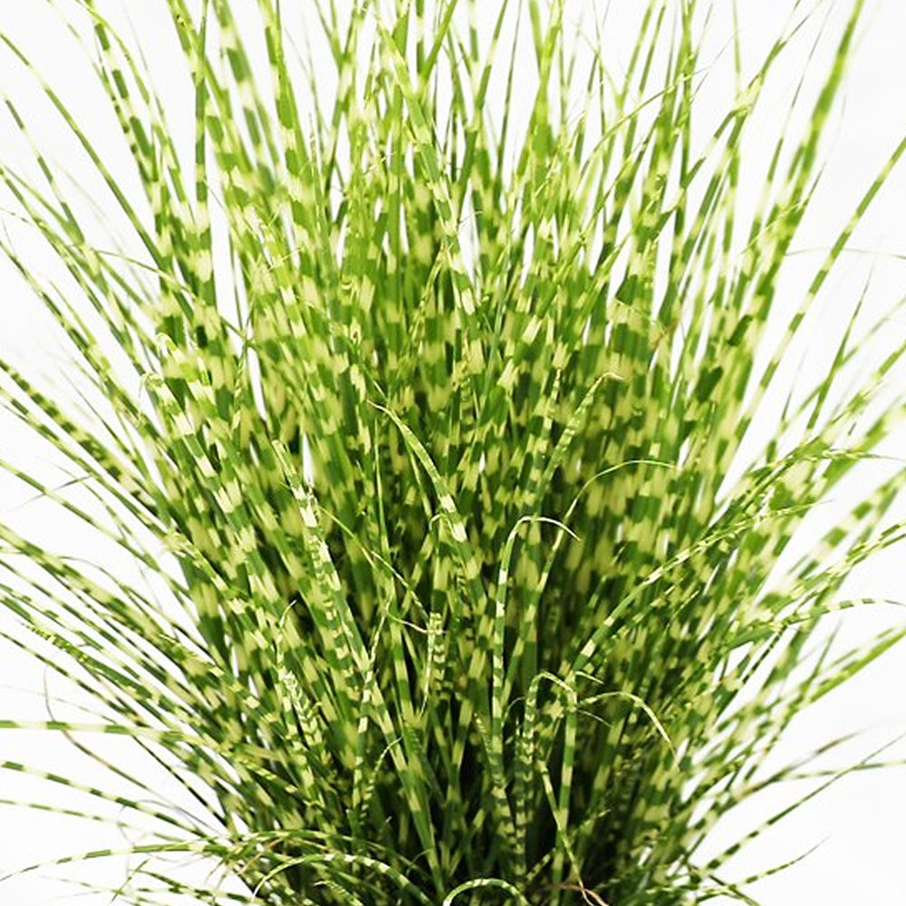 Miscanthus sinensis Strictus Porcupine Grass Deciduous Garden Shrub Plant in Pot (3 Litre Pot, 30-50cm)